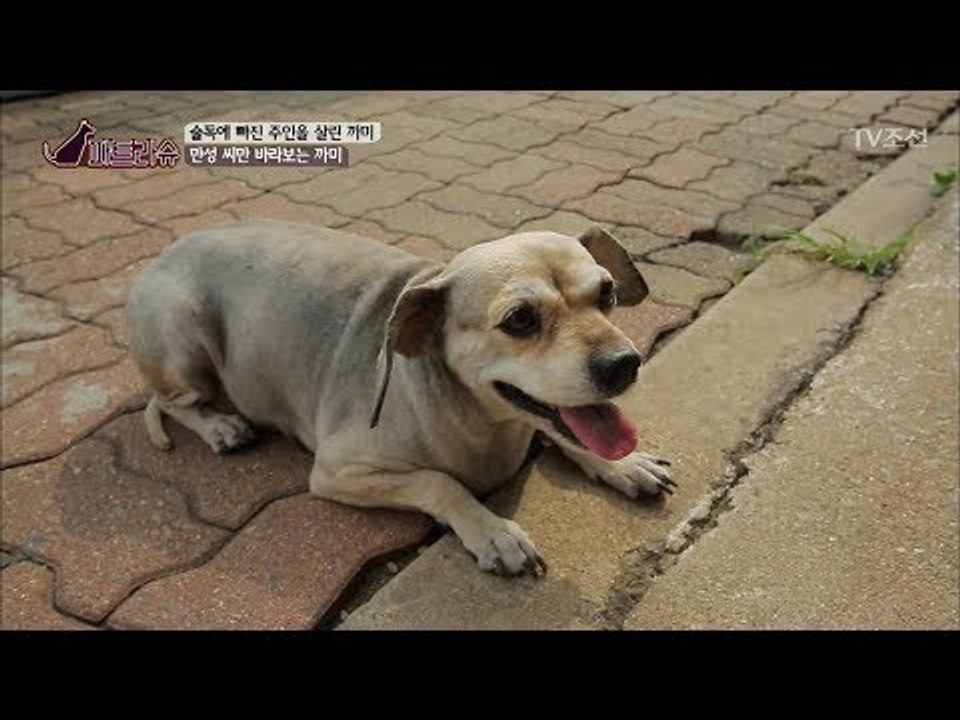 원래 주인은 잊은지 오래! 만성씨만 바라보는 강아지 까미 [파트라슈] 3회 20170923