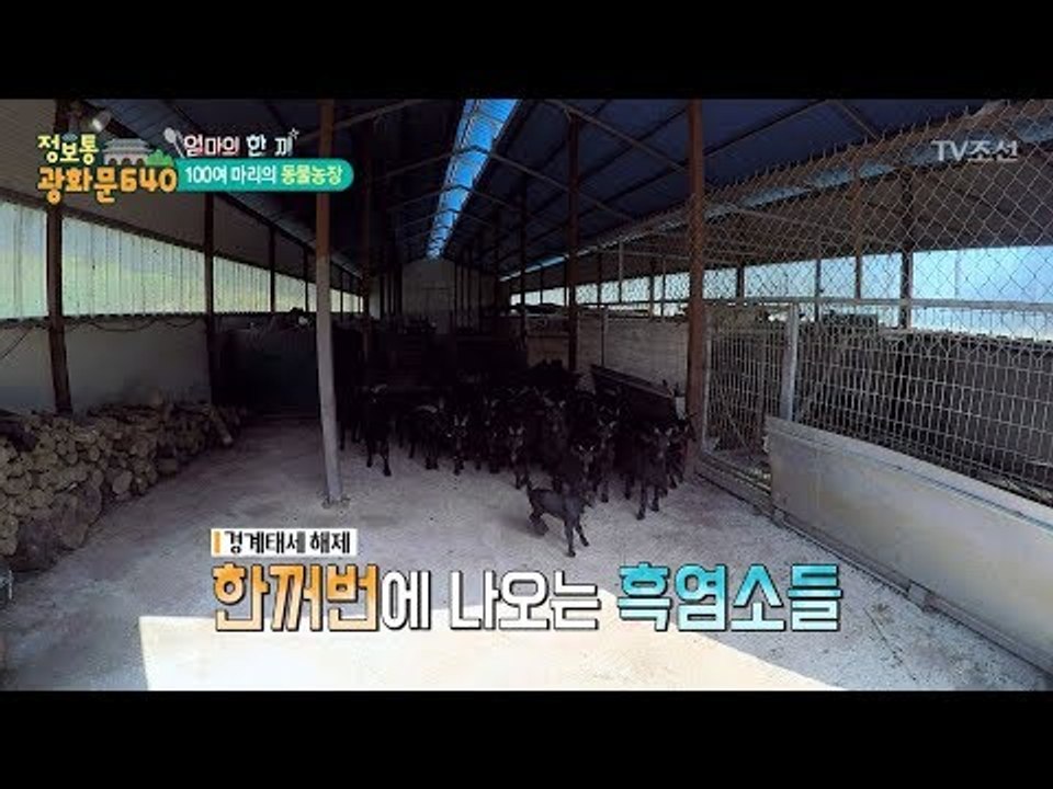 경계태세 해제! 귀여운 흑염소들 [정보통 광화문 640] 65회 20170929