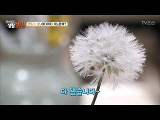 민들레 홀씨도 조화로 만드는 능력자! [황수경의 생활보감] 28회 20171014