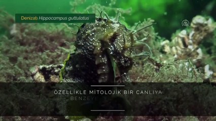 İzmit Körfezi'nin su altı yaşamı görüntülendi - KOCAELİ