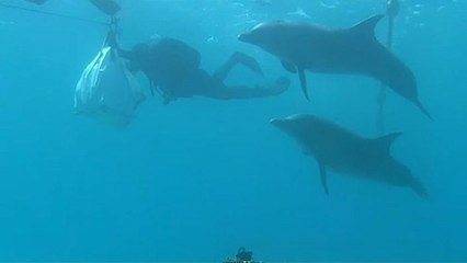 Человек идёт: в Израиле началась операция по пересадке кораллов