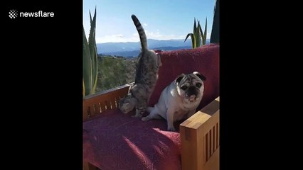 Cat wrestles pug off favourite cozy chair