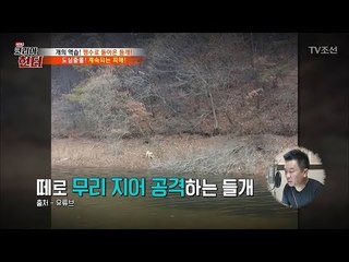 고라니를 잡아 죽이는 들개들! [뉴 코리아 헌터] 72회 20171016