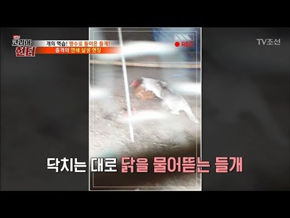 닭들을 처참히 공격한 들개! 섬뜩한 당시 상황! [뉴 코리아 헌터] 72회 20171016