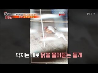 닭들을 처참히 공격한 들개! 섬뜩한 당시 상황! [뉴 코리아 헌터] 72회 20171016
