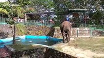Hilarious elephant giggles while spraying zoo guests