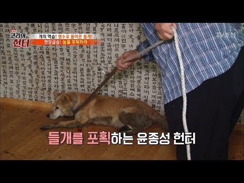 들개를 생포한 헌터! 저항을 하지 않는 이유는? [뉴 코리아 헌터] 72회 20171016