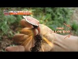 들개 찾다가 영지버섯을 발견한 제작진 [뉴 코리아 헌터] 72회 20171016