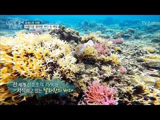 세계에서 가장 아름다운 팔라완 바다 속 세상! [배낭 속에 인문학] 19회 20171017