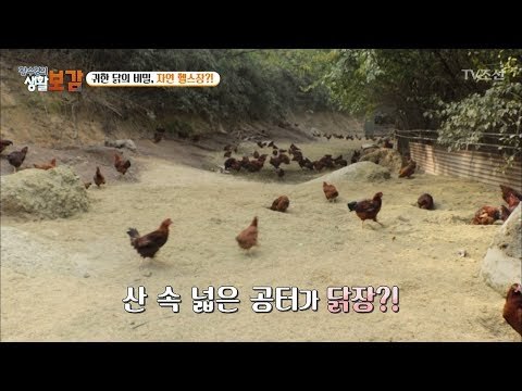 도망친 거 아님! 자유롭게 사는 닭! [황수경의 생활보감] 32회 20171111