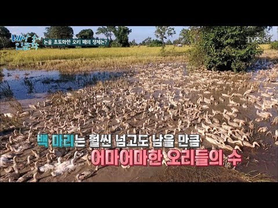 논을 초토화한 오리 떼! 그 정체는? [배낭 속에 인문학] 23회 20171114