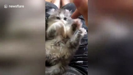 Protective kitten does not allow owner to touch its food