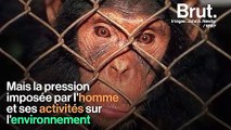 La diversité culturelle des singes altérée par l'action de l'homme