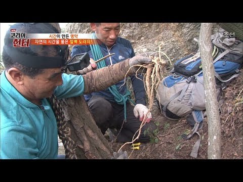 드디어 만난 오늘의 주인공! 절벽 도라지! [뉴 코리아 헌터] 73회 20171023