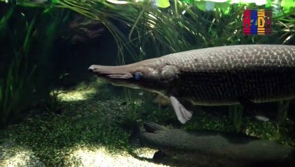 B74- Alligator Gar, Cuban Gar, Spotted Gar, Greater Siren, Sunfish, Mexican Sword Plant,