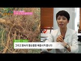 당뇨에 좋은 꾸지뽕나무 뿌리! [정보통 광화문 640] 76회 20171101