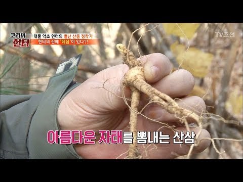 첫 산행에 산삼을 찾은 헌터! 이곳엔 ‘떼삼’이 있다? [뉴 코리아 헌터] 77회 20171120
