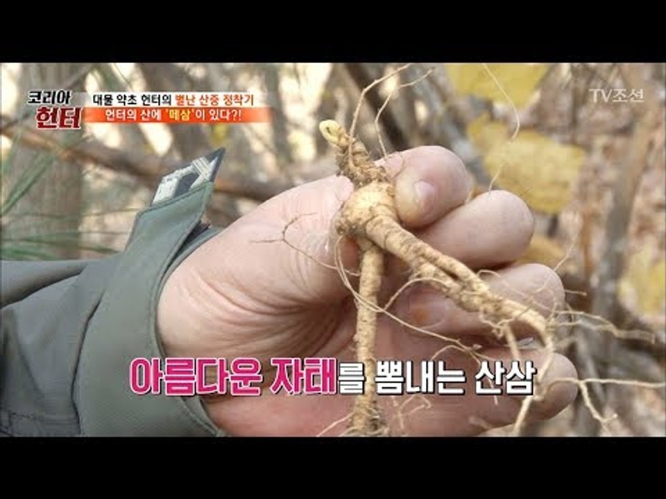 첫 산행에 산삼을 찾은 헌터! 이곳엔 ‘떼삼’이 있다? [뉴 코리아 헌터] 77회 2...