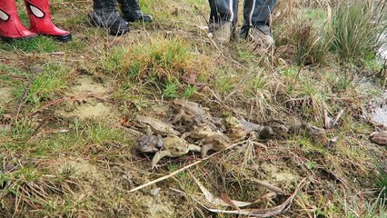 A Saint-Aupre, les grenouilles traversent la route avec le Pic Vert