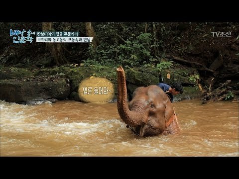 목욕하는 코끼리에 푹 빠진 황석정 [배낭 속에 인문학] 22회 20171107