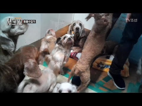 충격의 동물수집가, 집안 가득한 강아지와 고양이 [시그널] 2회 20171110