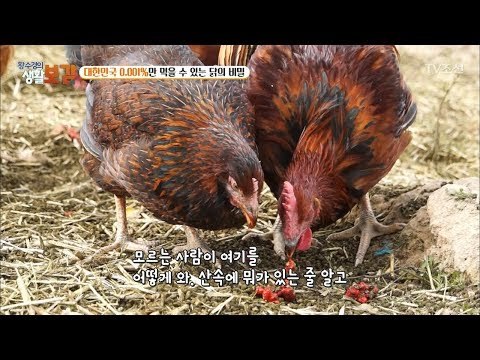 사료 없이 키우는 자이언트 토종닭! [황수경의 생활보감] 32회 20171111