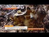 가시 속 보물! 찔레 상황버섯을 발견한 한터! [뉴 코리아 헌터] 76회 20171113