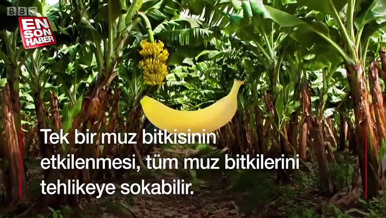 Muz meyvesi yeryüzünden tamamen silinme tehlikesiyle karşı karşıya