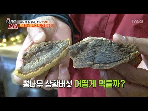 황금빛 상황버섯 차! 그 맛은? [뉴 코리아 헌터] 76회 20171113