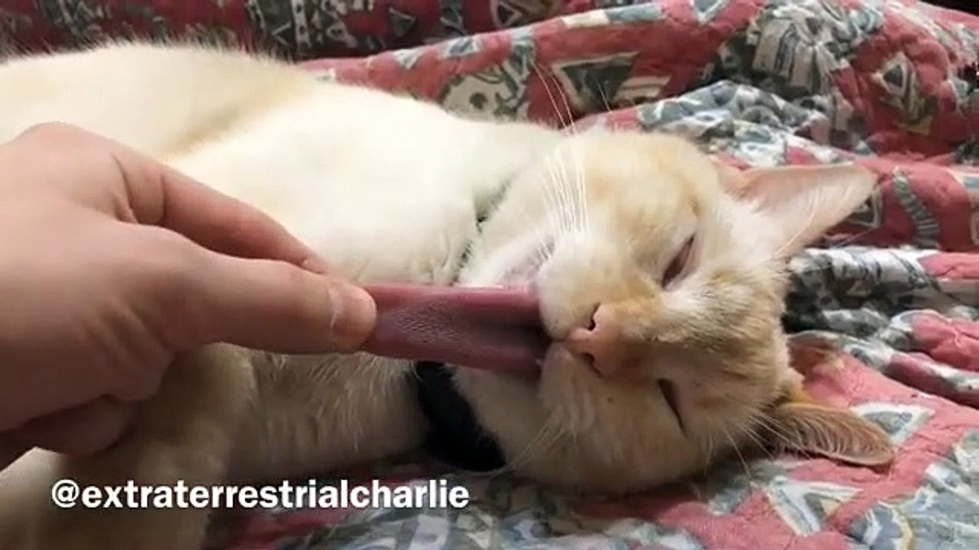 Langue chat tire la Chien Qui