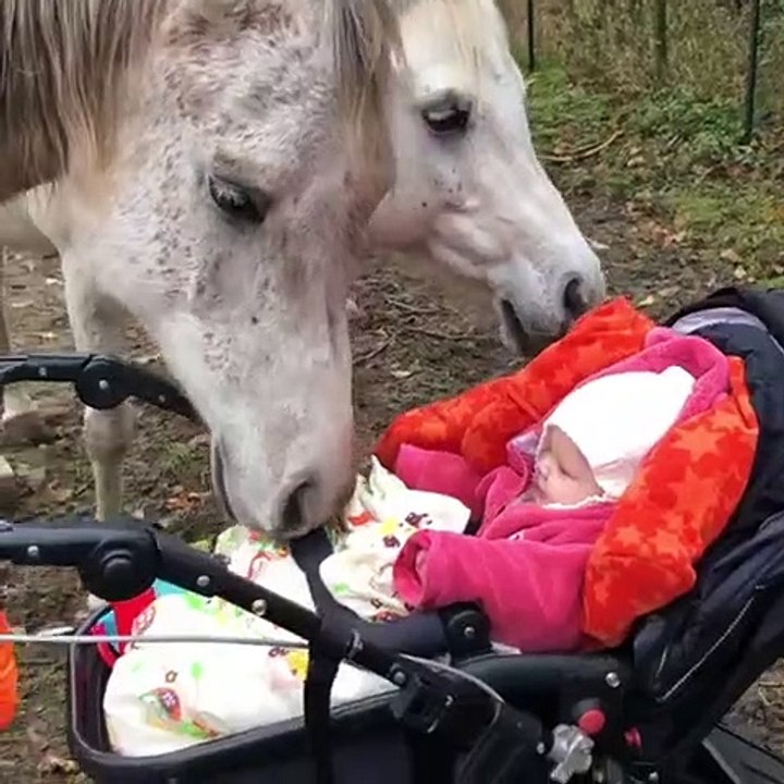 Ce bébé caresse un cheval avec ses toutes petites mains !