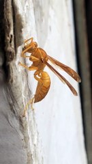 Guêpe en Inde : entièrement jaune et super grande !
