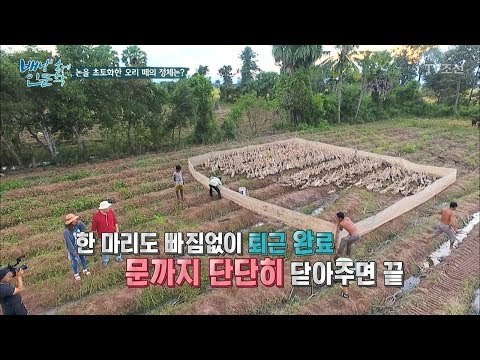 줄지어 집으로 향하는 오리들! 전국 각지의 오리가 한 곳에? [배낭 속에 인문학] 23회 20171114