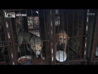 끔찍 그 자체, 공포의 개농장 [시그널] 3회 20171118
