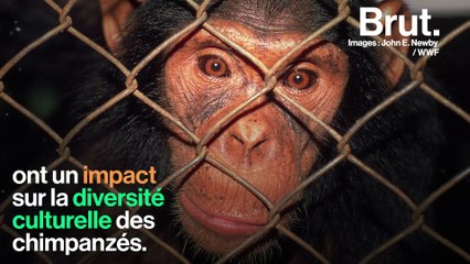 La diversité culturelle des singes s'appauvrit