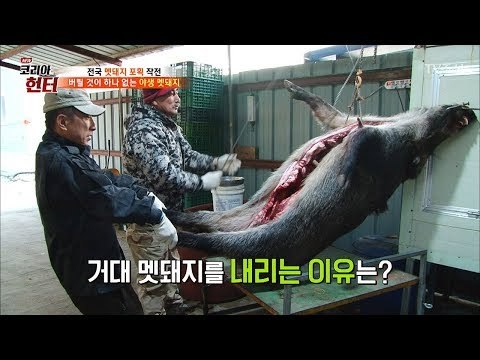 집에 도착한 헌터, 거대 멧돼지를 손질한다?! [뉴 코리아 헌터] 79회 20171204