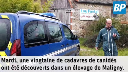 Des chiens morts de faim dans un élevage de Maligny