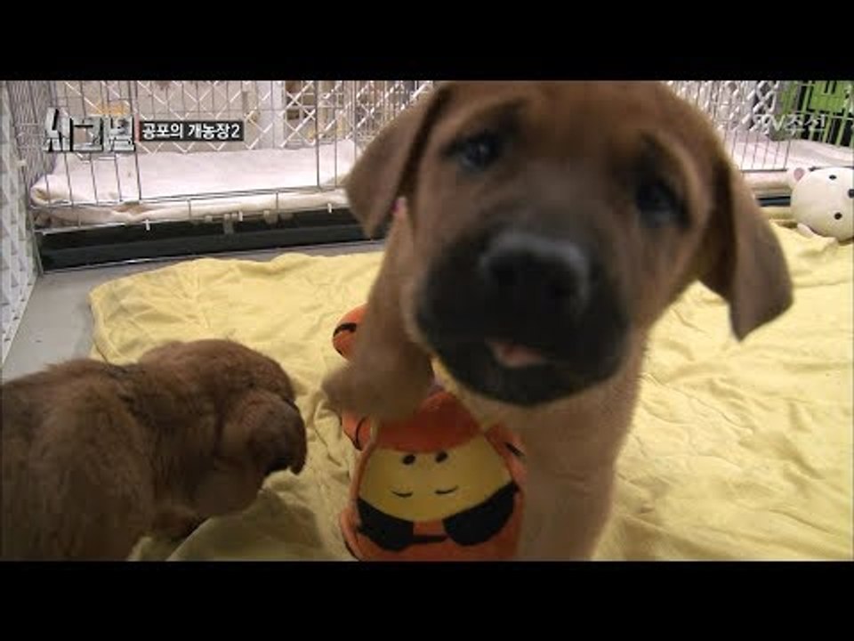 개농장 탈출, 동물보호센터에서 잘 지내는 강아지들! [시그널] 4회 20171124