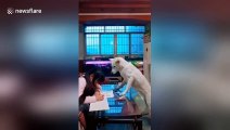 Well-trained dog helps dad supervise his daughter doing homework