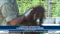 6 Orangutan Dilepasliarkan di Taman Nasional Bukit Baka