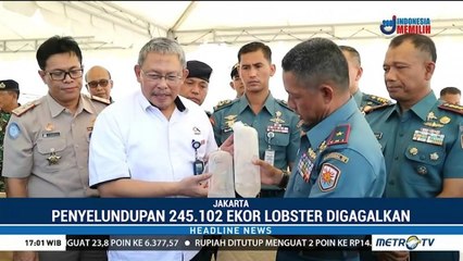 Penyelundupan 245.102 Benih Lobster di Kepri Digagalkan