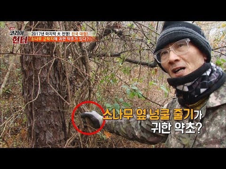소나무에 숨어있는 귀한 약초! 자세히 봐야 보인다! [뉴 코리아 헌터] 82회 201...