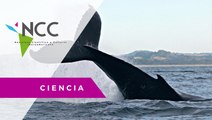 El cambio climático ya es un peligro para las ballenas jorobadas de la Patagonia