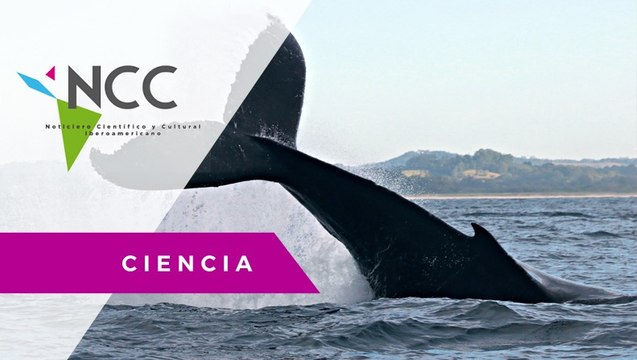 El cambio climático ya es un peligro para las ballenas jorobadas de la Patagonia