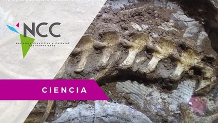 Encuentran restos de un ciervo prehistórico en Argentina
