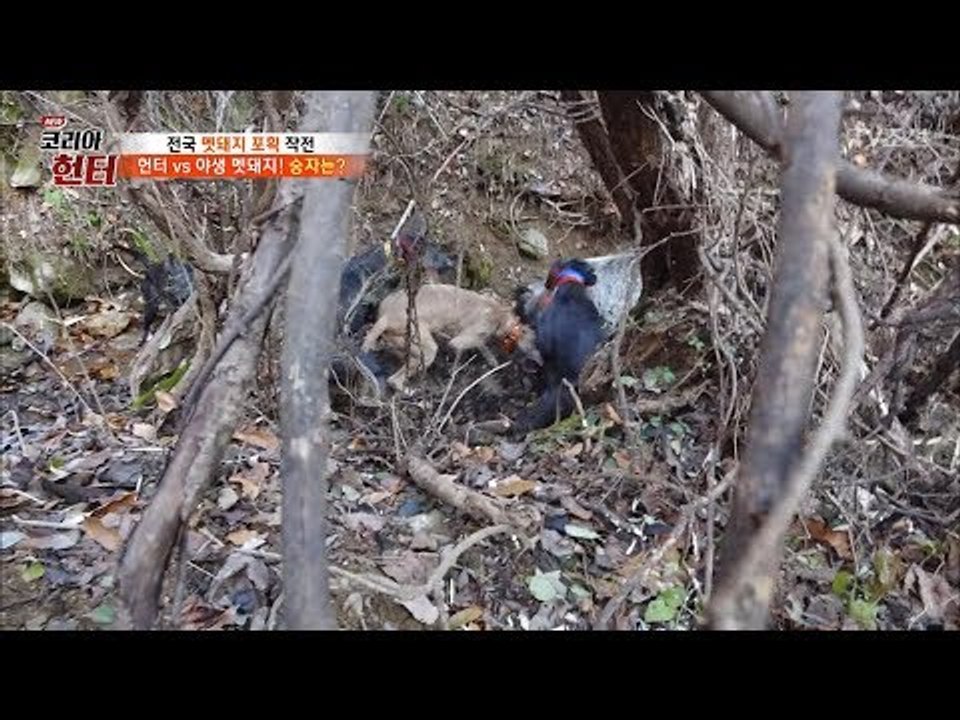 추적 끝에 만난 거대한 멧돼지! [뉴 코리아 헌터] 79회 20171204