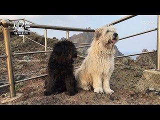 2018 무술년 황금 개띠의 해! 독도를 지키는 독도 경비견! [탐사보도 세븐 20회] 20180103