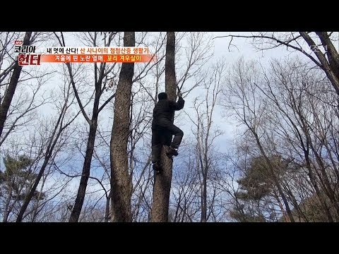 황금빛 열매를 얻기 위해 나무 위로 쭉쭉! [뉴 코리아 헌터] 81회 20171218