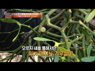새의 변으로 탄생한 보석! ‘겨우살이’의 맛은? [뉴 코리아 헌터] 81회 20171218