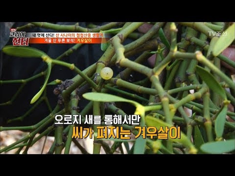 새의 변으로 탄생한 보석! ‘겨우살이’의 맛은? [뉴 코리아 헌터] 81회 20171218